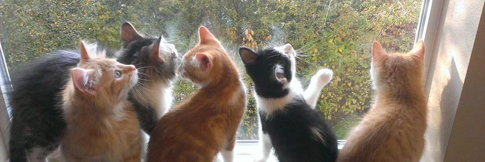 MEOW Cat Rescue banner