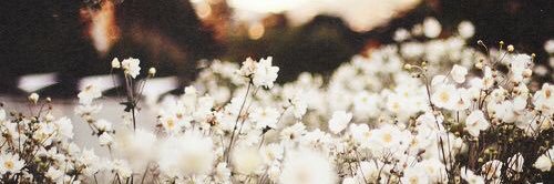 ceydaaymn's profile banner image