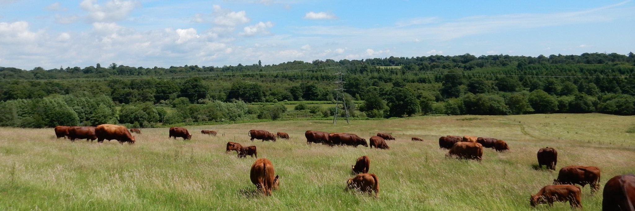 TrenchmoreFarm's profile banner image