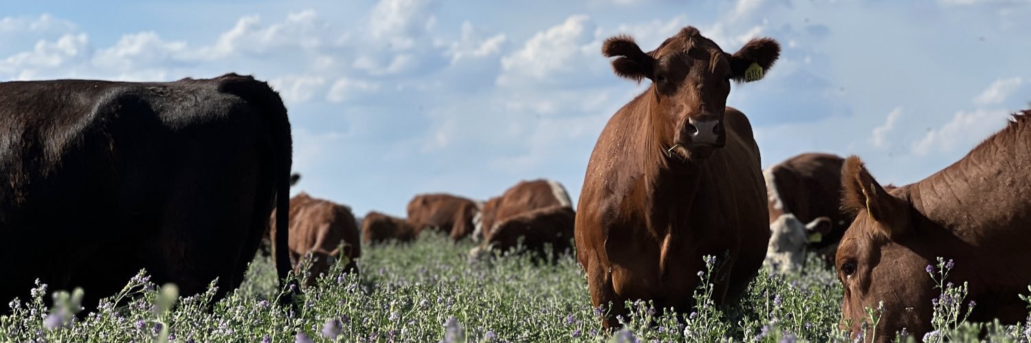 Angus Argentina banner