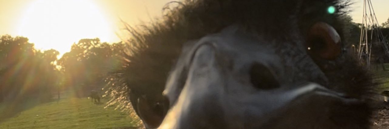 peyrossi's profile banner image