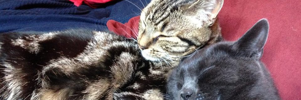 anna_bee87's profile banner image