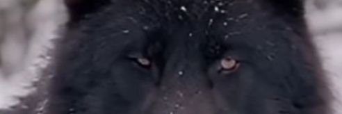 yokagas's profile banner image