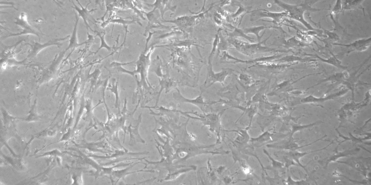 Scientific_Edit's profile banner image
