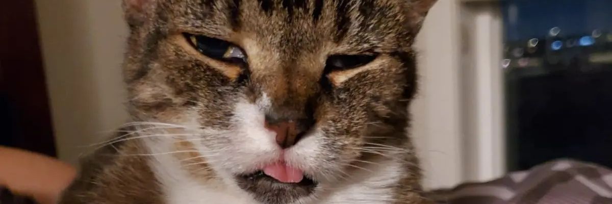 sweetdase's profile banner image