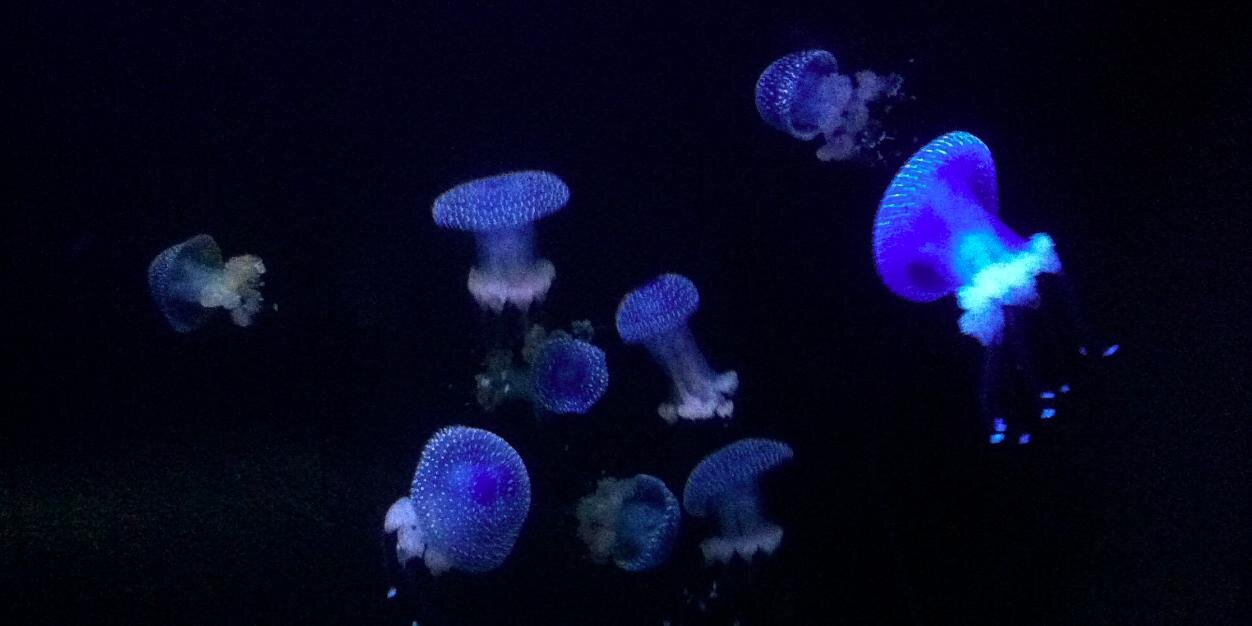 FrillyMedusina's profile banner image