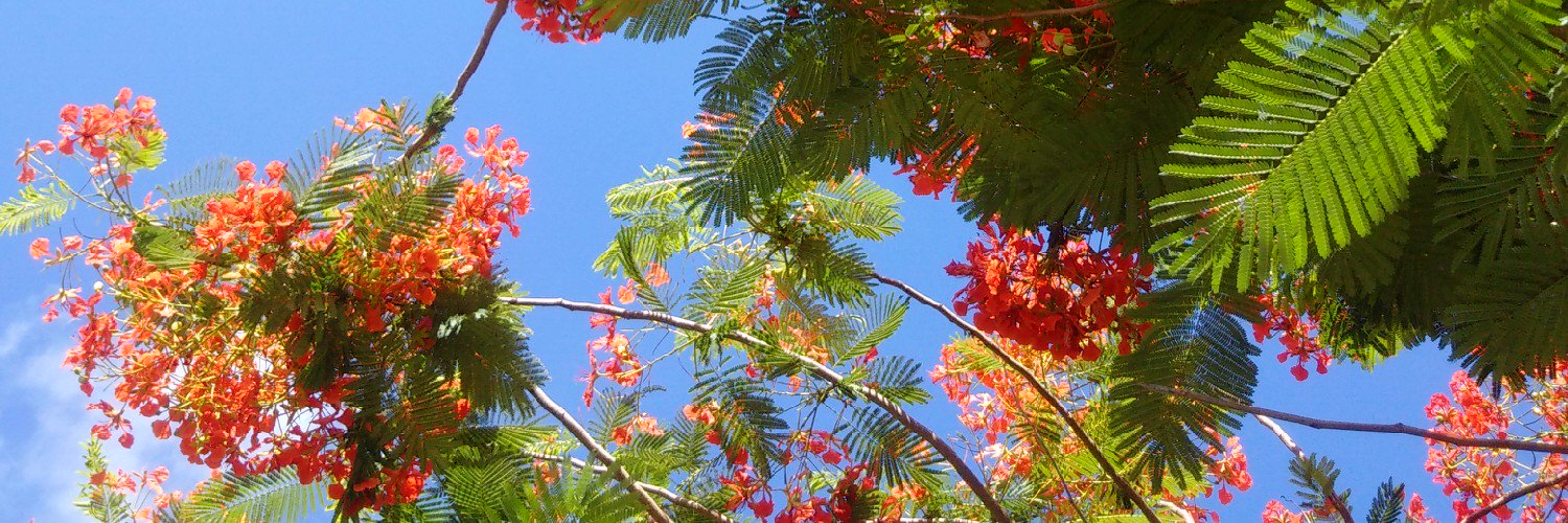 kviols's profile banner image