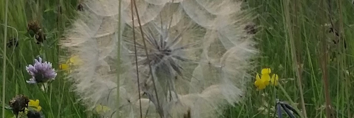 JillScheid's profile banner image