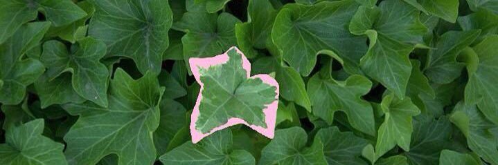 peaohdee.bsky.social banner