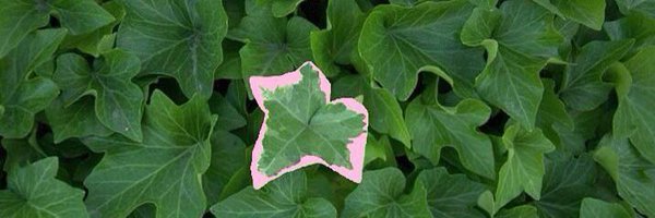 peaohdee Profile Banner