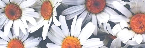 AlexisSaa98's profile banner image