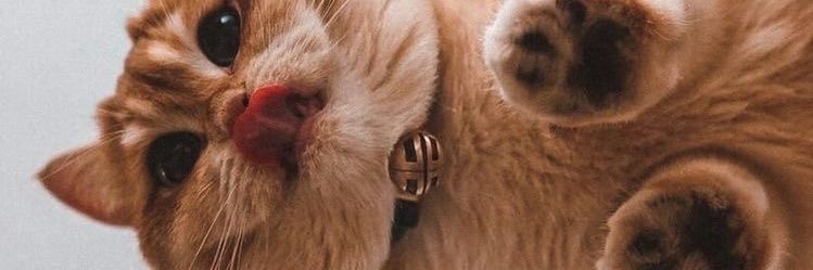 thebddstofemall's profile banner image