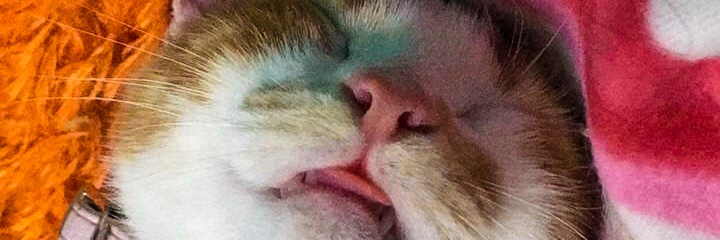 JLuffi's profile banner image