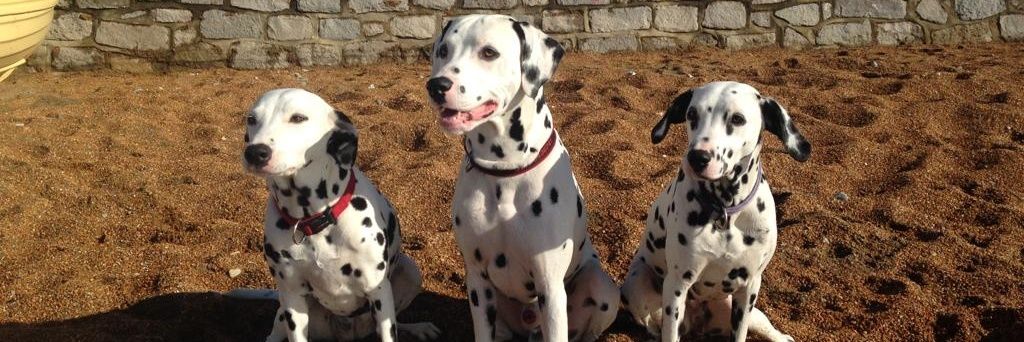 Dr Daren Lee (he/him) banner