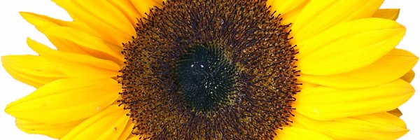 sdepolo Profile Banner