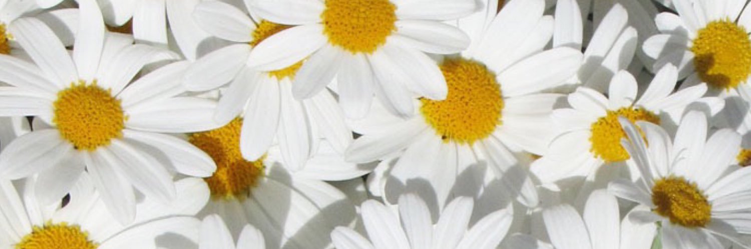 ichbinshello's profile banner image