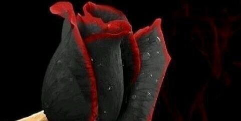 AnonOfDeath's profile banner image