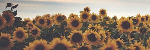 amyzhara's profile banner image