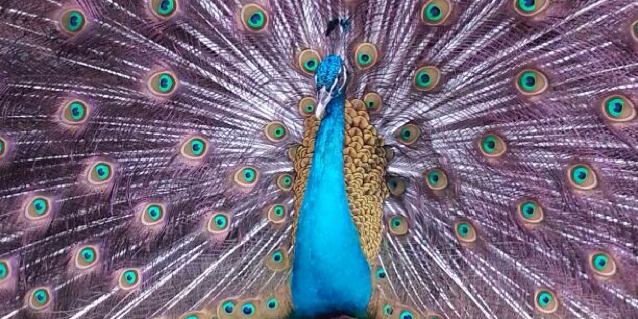 dellaSIP's profile banner image