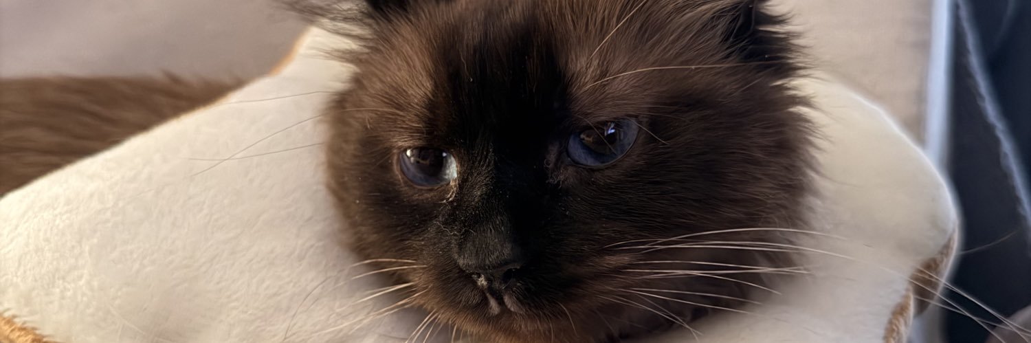 Felix_Dayss's profile banner image