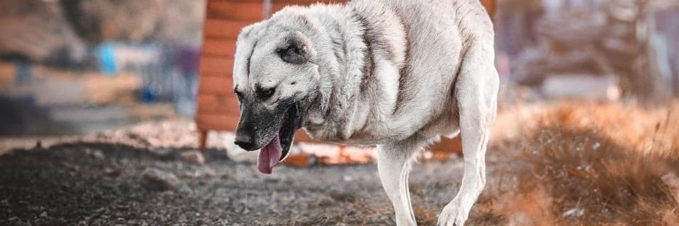 Hayvan Kurtarma banner