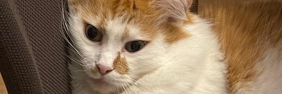 solovyevaaa's profile banner image
