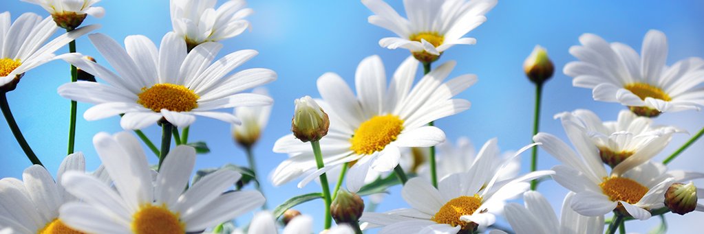 บูรินหมูอวกาศʕ•ᴥ•ʔ banner