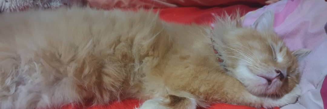 meowthaa's profile banner image
