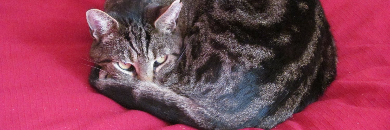 MusingCat2014's profile banner image