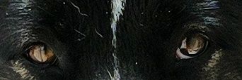 𝑀𝒶𝑔𝑔𝒾𝑒 🐍🩺🌻 banner