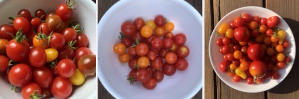 avatramer Profile Banner