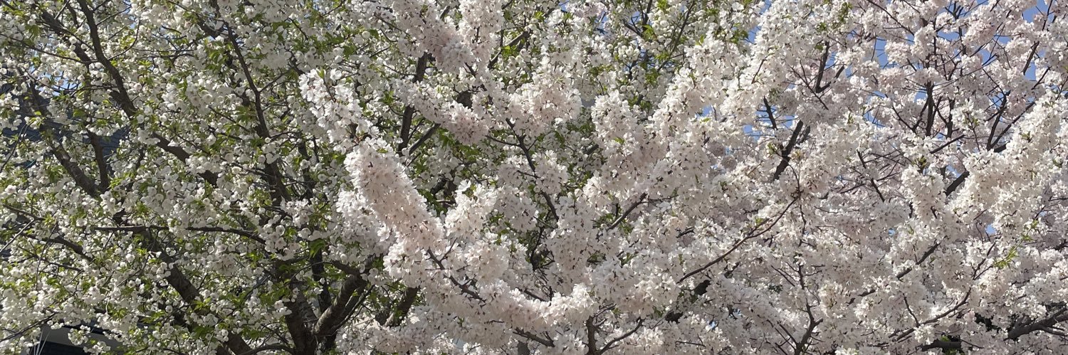 MaiScm3's profile banner image