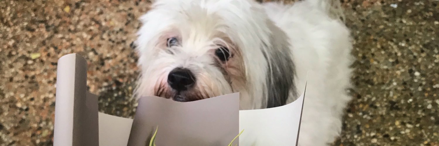brat_pat's profile banner image