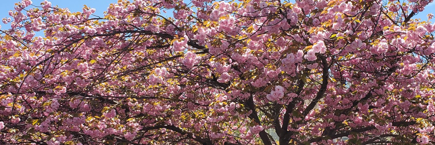 prettynpink1981's profile banner image