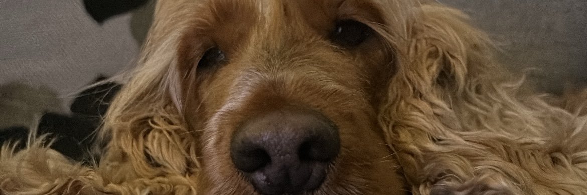 abiwalkerx's profile banner image