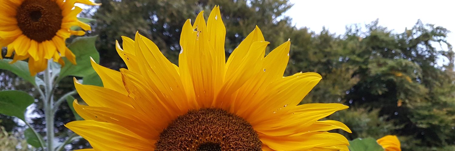 AlisonMatheson's profile banner image