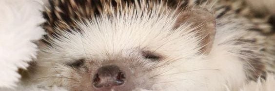 Amelia banner