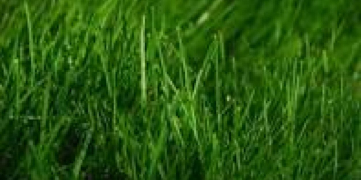 SpringsRanchGC's profile banner image