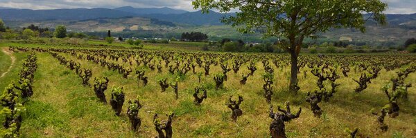 BodegasGancedo Profile Banner