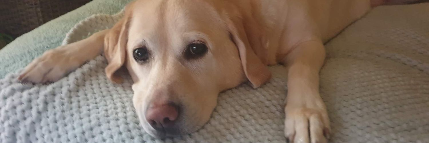 SuzyTheLab's profile banner image