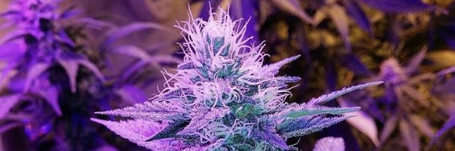 Whiskey Queen ❄️💨🥃 banner