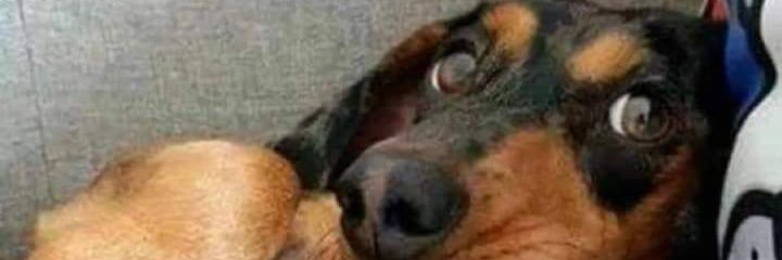 Lucas_Fe_1's profile banner image