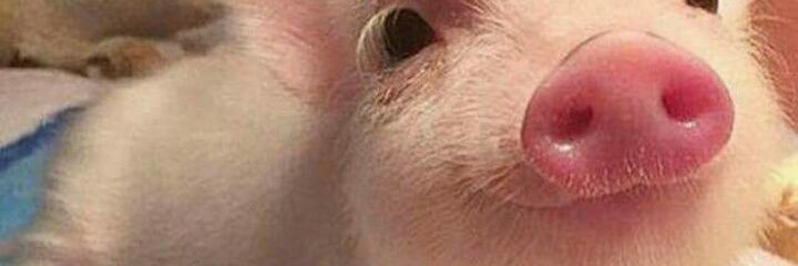 MaF3r4's profile banner image