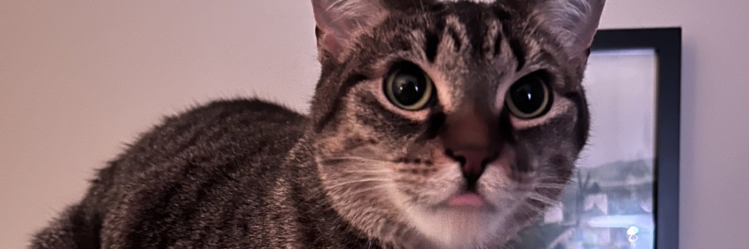 lily_jadee's profile banner image
