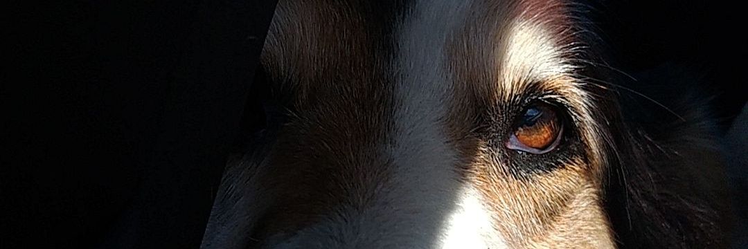Du_Viegas's profile banner image