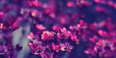 CarmenPschmidt's profile banner image