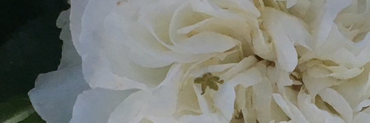 ACoddi's profile banner image