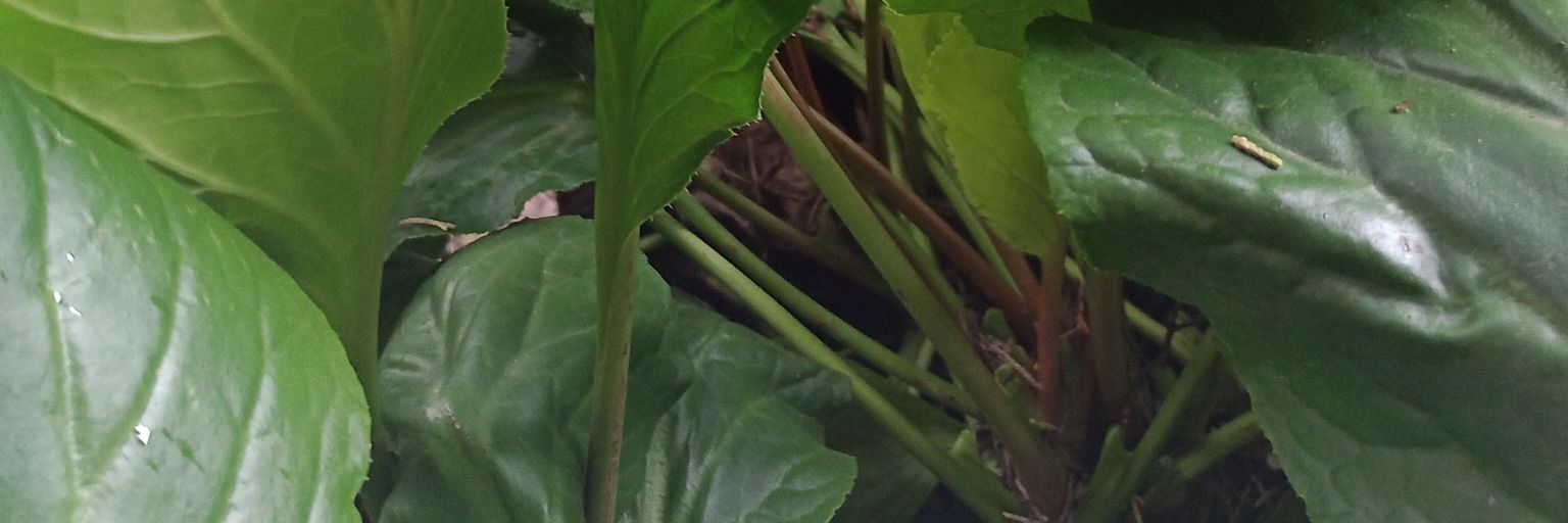 gogarodjim's profile banner image