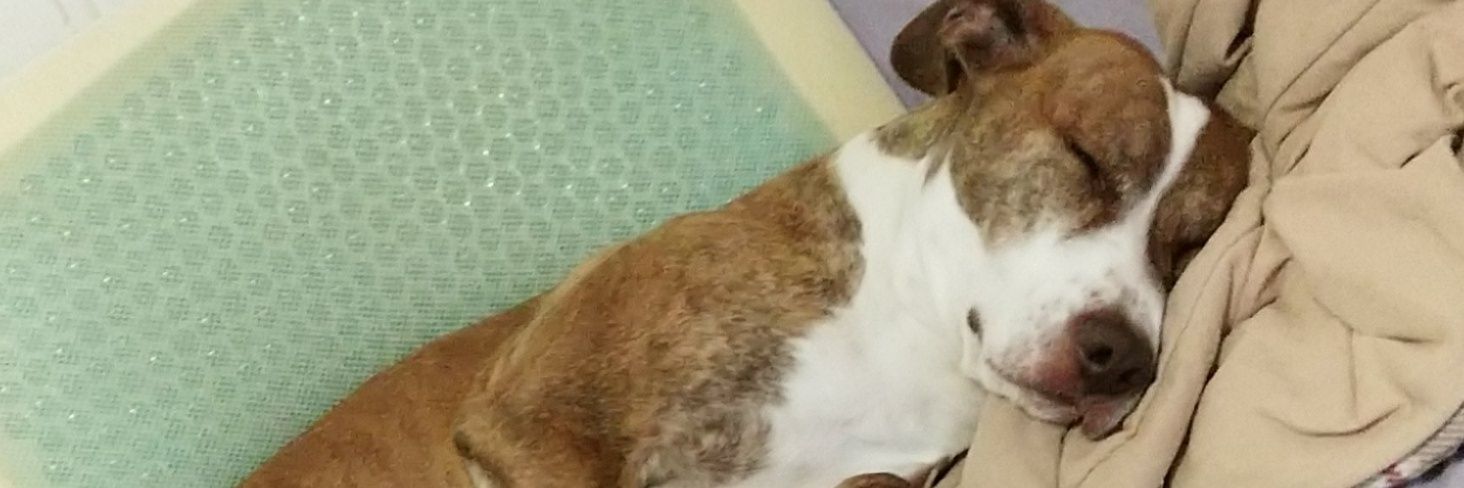 StarshipPooper_'s profile banner image