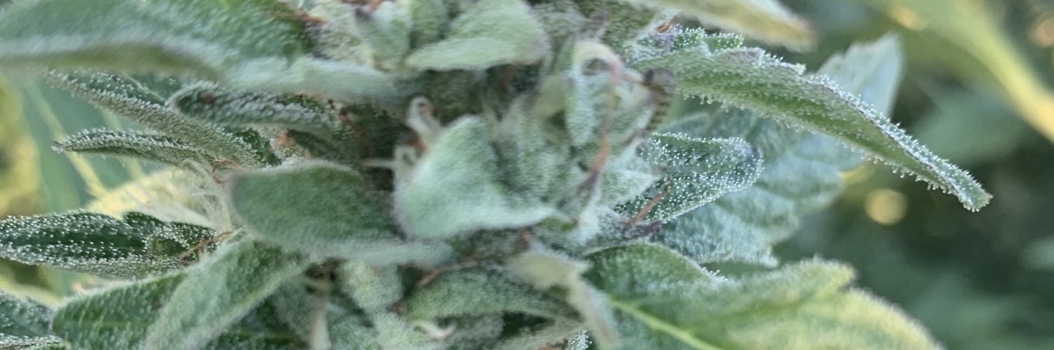 420MEDIA Agency banner